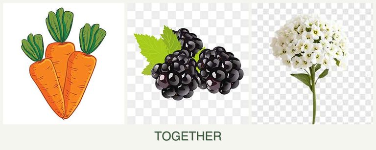 Can you plant carrots, blackberries and alyssum together?