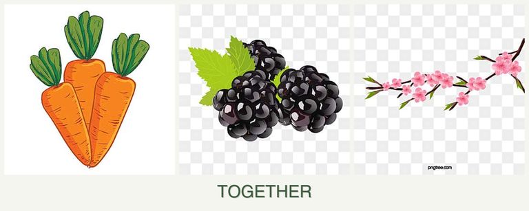 Can you plant carrots, blackberries and peaches together?