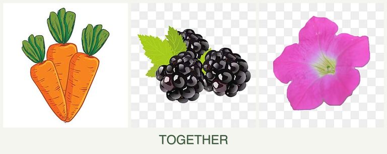 Can you plant carrots, blackberries and petunias together?