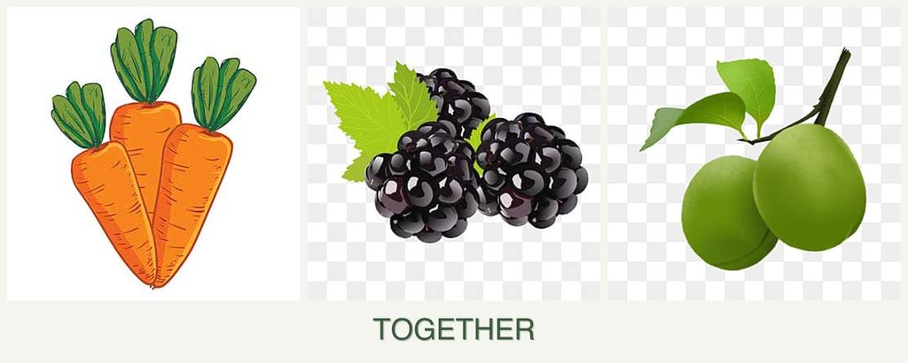 Can you plant carrots, blackberries and plums together?