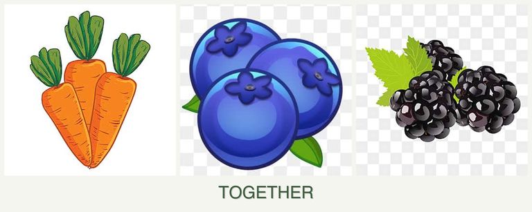 Can you plant carrots, blueberries and blackberries together?