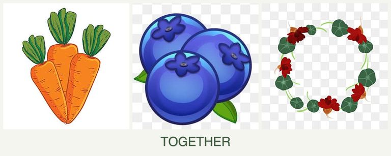 Can you plant carrots, blueberries and nasturtiums together?