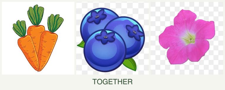Can you plant carrots, blueberries and petunias together?