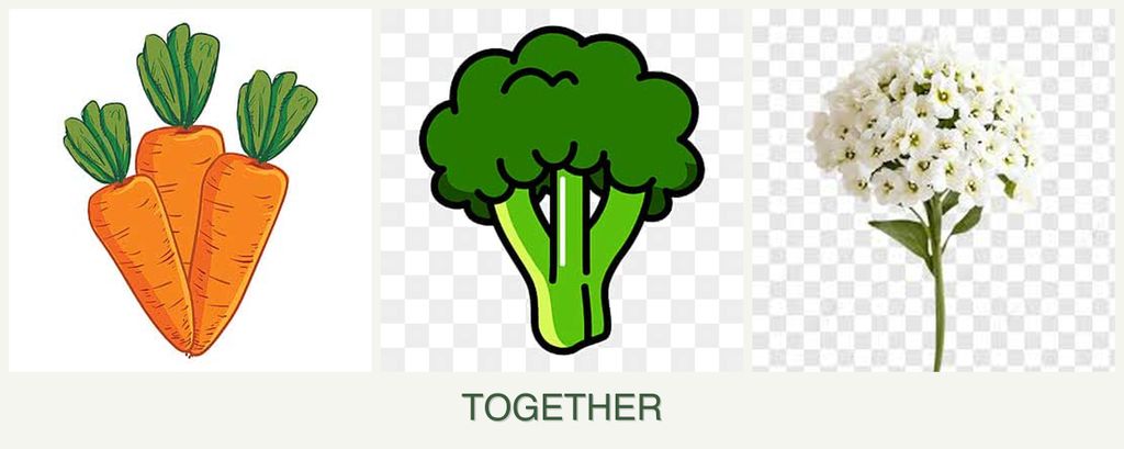 Can you plant carrots, broccoli and alyssum together?