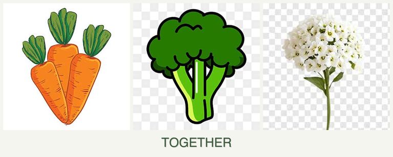 Can you plant carrots, broccoli and alyssum together?