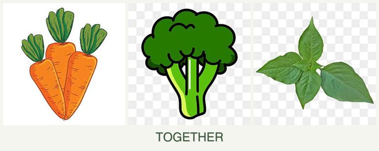 Can you plant carrots, broccoli and basil together?