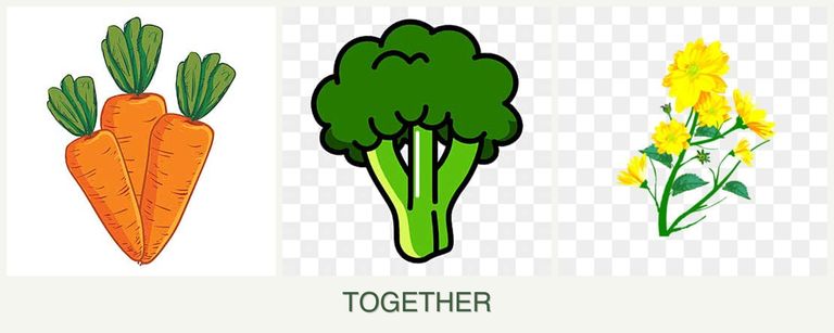Can you plant carrots, broccoli and calendula together?