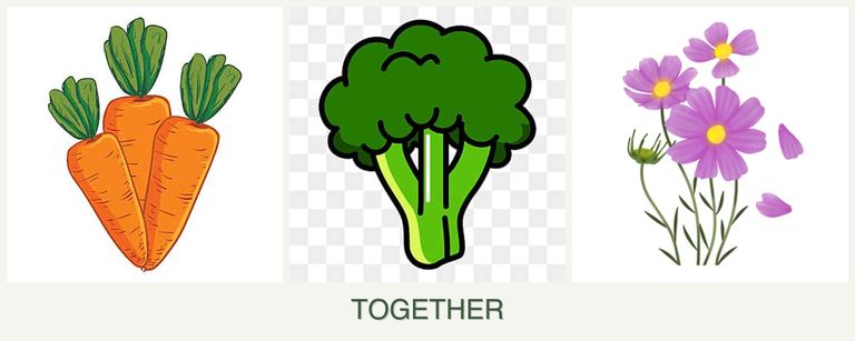 Can you plant carrots, broccoli and cosmos together?
