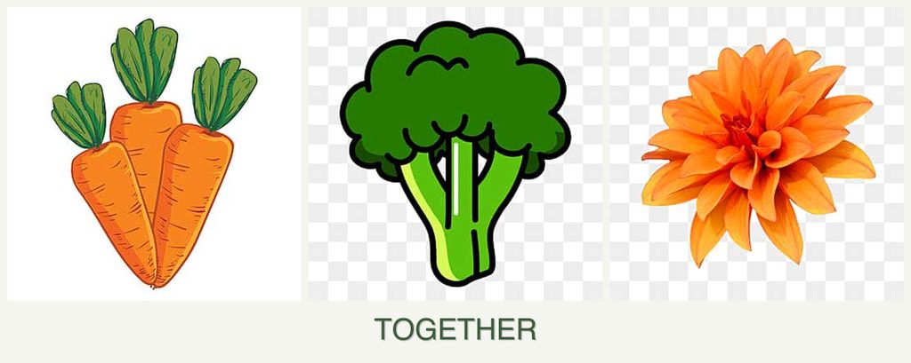 Can you plant carrots, broccoli and dahlias together?