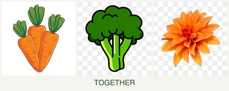 Can you plant carrots, broccoli and dahlias together?