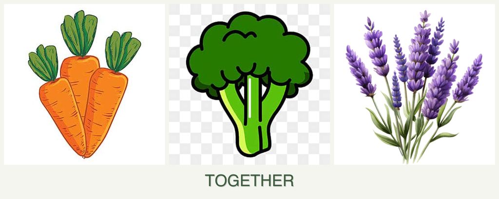 Can you plant carrots, broccoli and lavender together?
