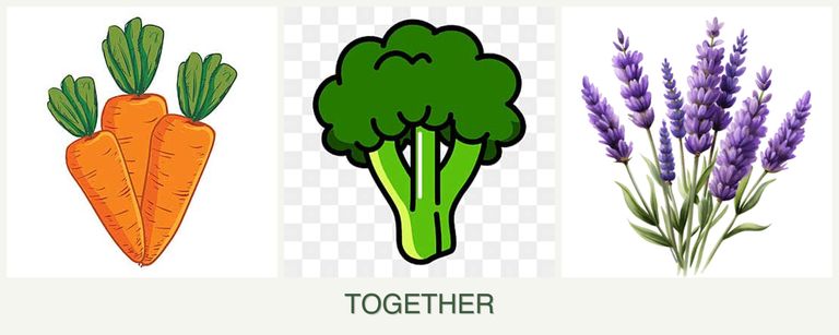 Can you plant carrots, broccoli and lavender together?