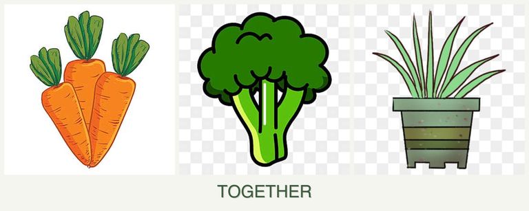 Can you plant carrots, broccoli and lemongrass together?