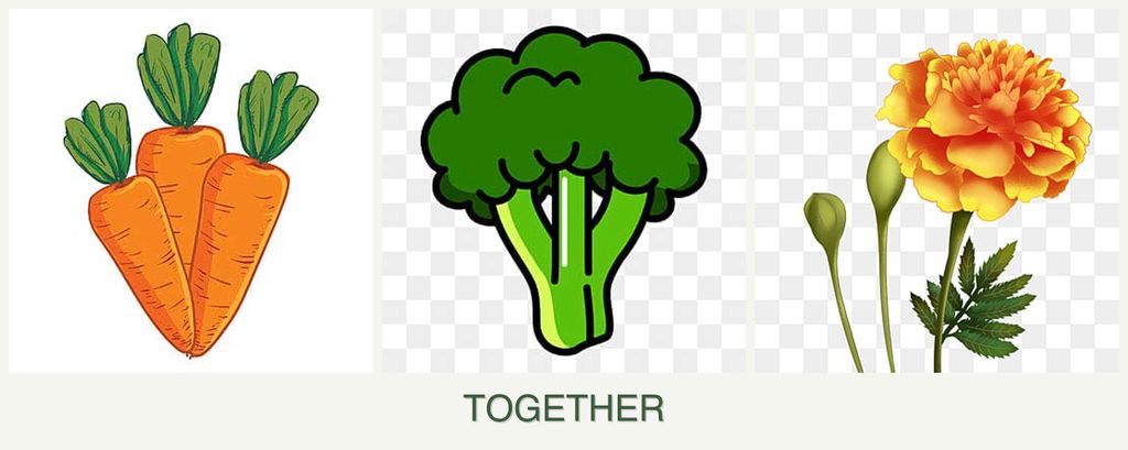 Can you plant carrots, broccoli and marigolds together?
