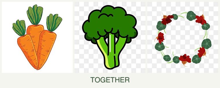Can you plant carrots, broccoli and nasturtiums together?