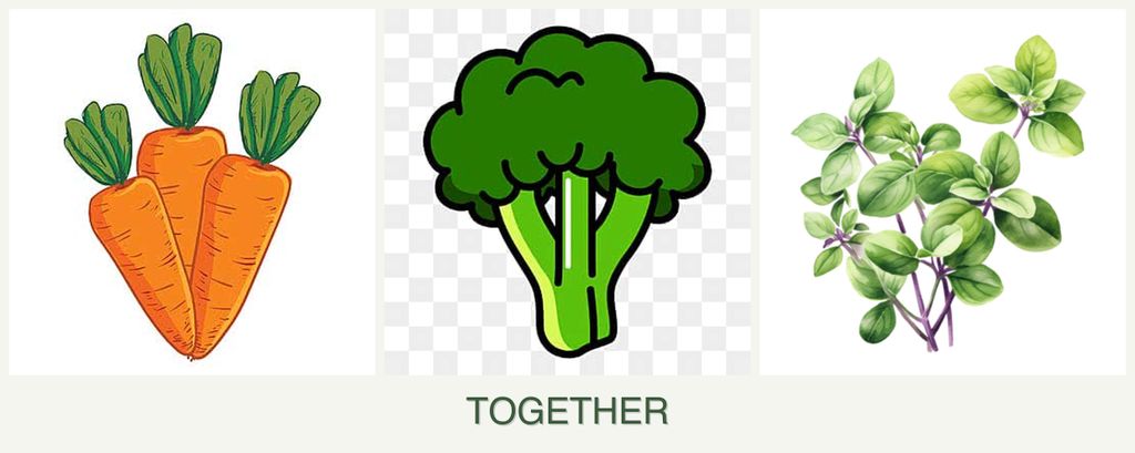 Can you plant carrots, broccoli and oregano together?
