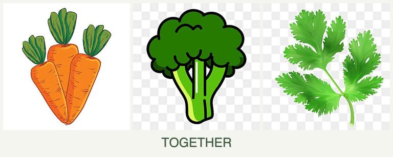 Can you plant carrots, broccoli and parsley together?