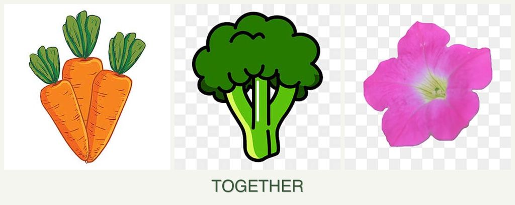 Can you plant carrots, broccoli and petunias together?
