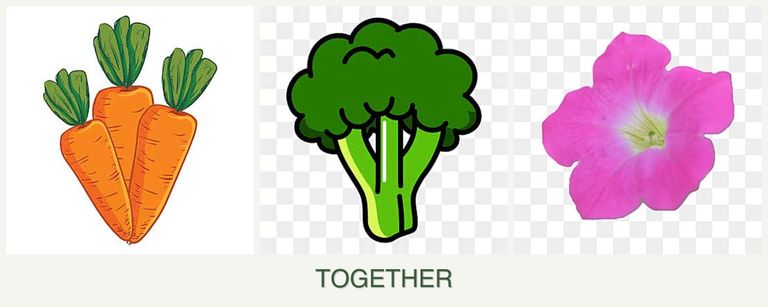 Can you plant carrots, broccoli and petunias together?