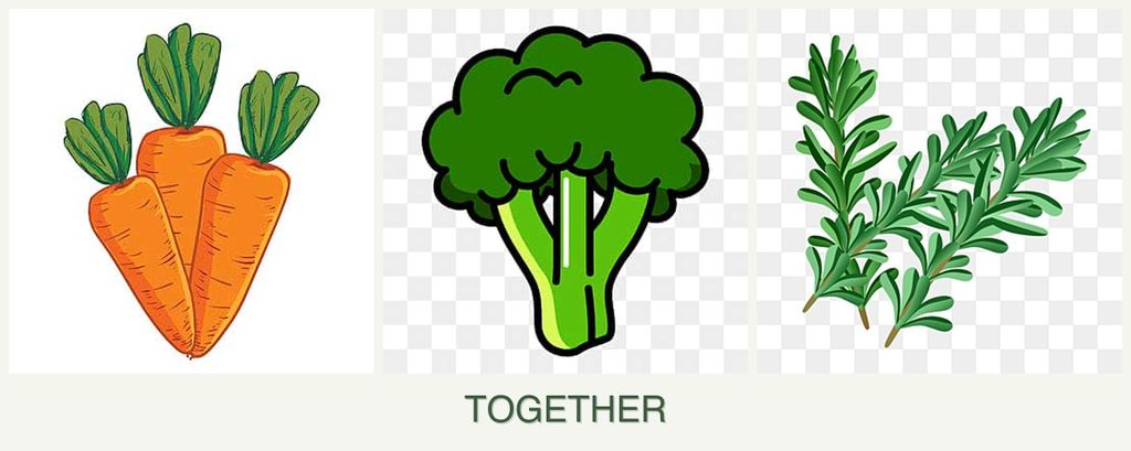 Can you plant carrots, broccoli and rosemary together?
