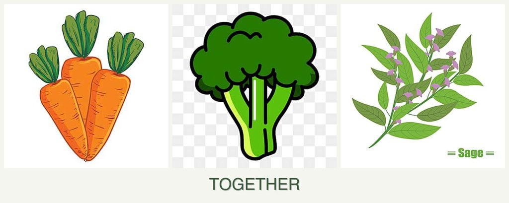 Can you plant carrots, broccoli and sage together?
