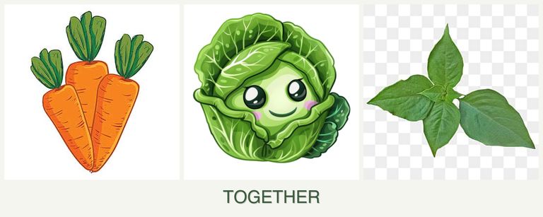Can you plant carrots, cabbage and basil together?