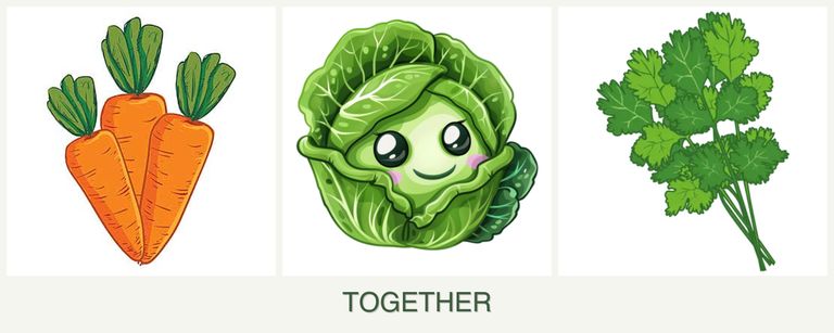 Can you plant carrots, cabbage and cilantro together?