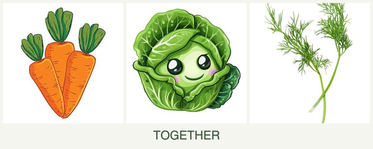 Can you plant carrots, cabbage and dill together?