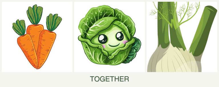Can you plant carrots, cabbage and fennel together?