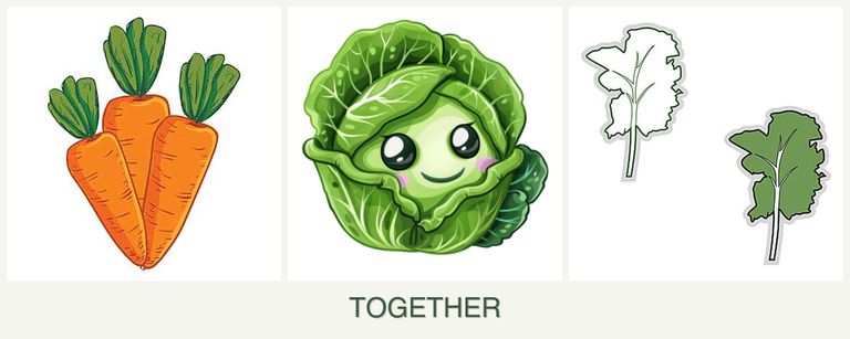 Can you plant carrots, cabbage and kale together?