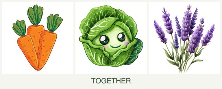 Can you plant carrots, cabbage and lavender together?