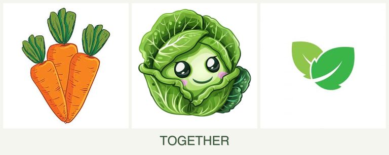 Can you plant carrots, cabbage and mint together?