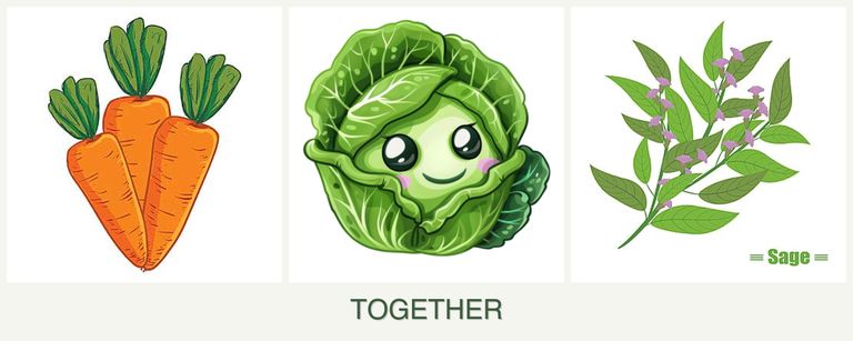 Can you plant carrots, cabbage and sage together?
