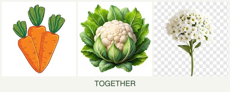 Can you plant carrots, cauliflower and alyssum together?