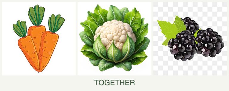 Can you plant carrots, cauliflower and blackberries together?