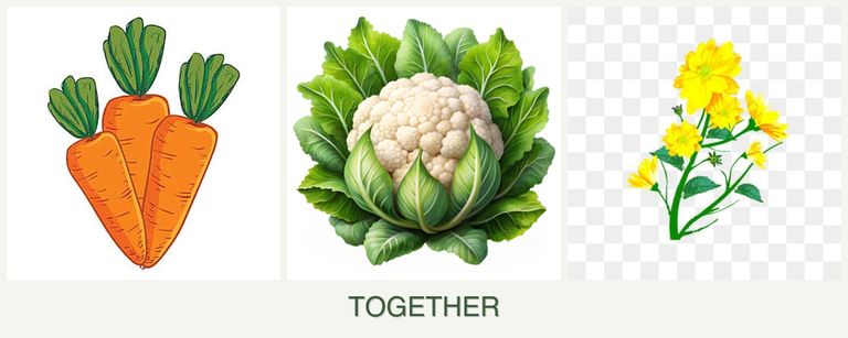 Can you plant carrots, cauliflower and calendula together?