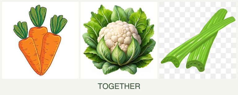 Can you plant carrots, cauliflower and celery together?