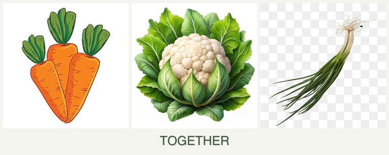 Can you plant carrots, cauliflower and chives together?