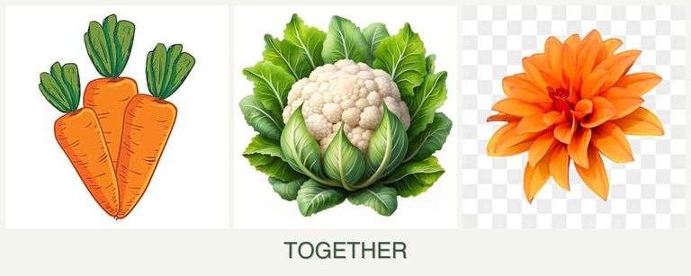 Can you plant carrots, cauliflower and dahlias together?