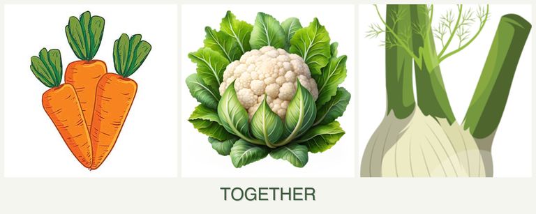 Can you plant carrots, cauliflower and fennel together?