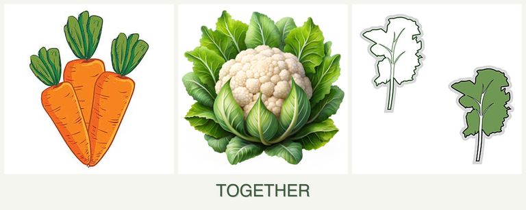 Can you plant carrots, cauliflower and kale together?