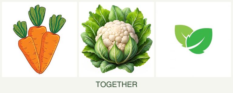 Can you plant carrots, cauliflower and mint together?