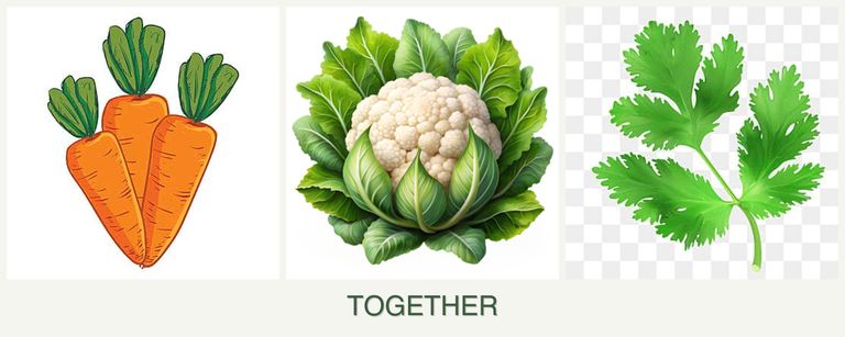 Can you plant carrots, cauliflower and parsley together?