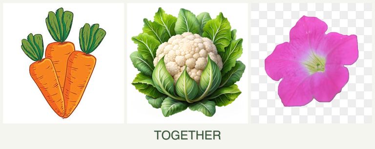 Can you plant carrots, cauliflower and petunias together?