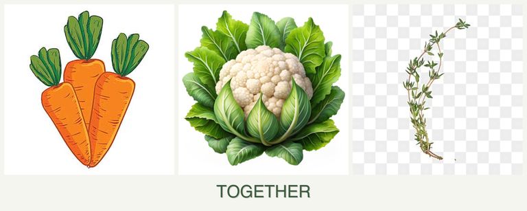 Can you plant carrots, cauliflower and thyme together?