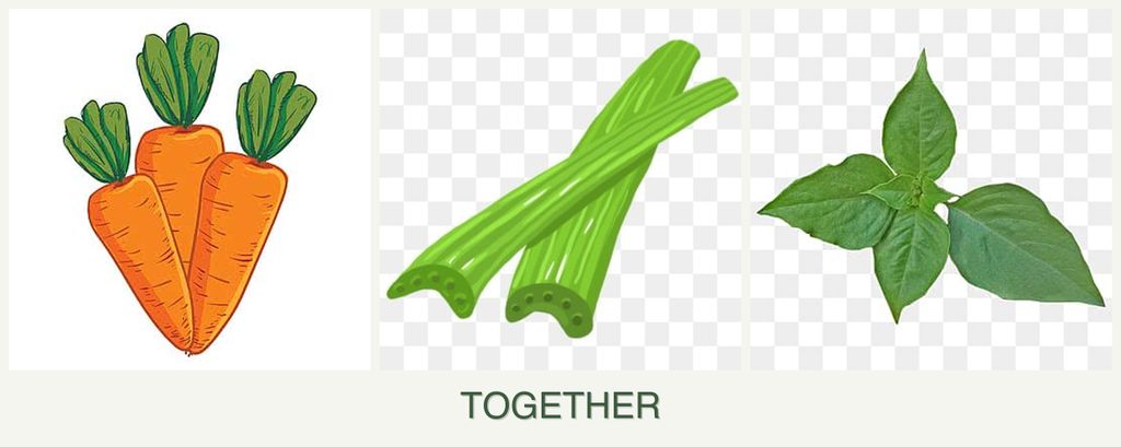 Can you plant carrots, celery and basil together?