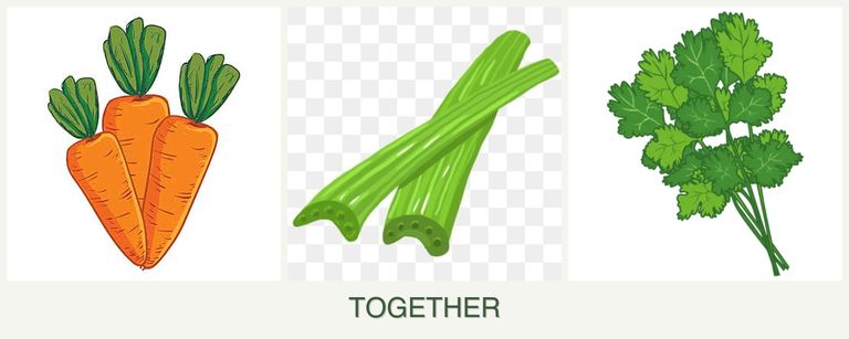Can you plant carrots, celery and cilantro together?