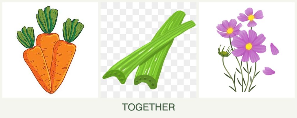 Can you plant carrots, celery and cosmos together?