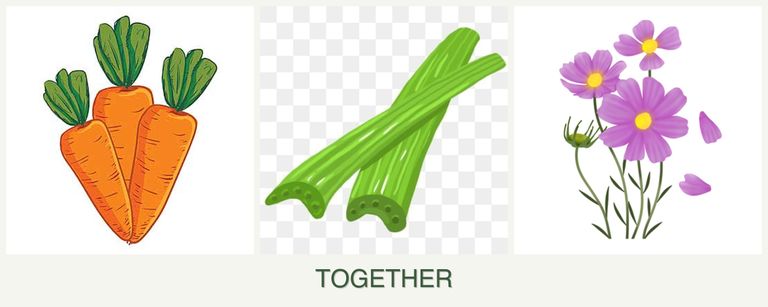 Can you plant carrots, celery and cosmos together?