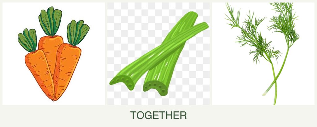Can you plant carrots, celery and dill together?